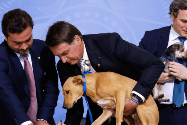 Bolsonaro sanciona lei que proíbe sacrifício de cães e gatos saudáveis